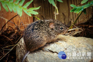 漢他病毒症候群（Hantavirus syndrome）是由漢他病毒（Hantavirus）所引起的疾病，屬於人畜共通傳染性疾病。主要透過帶有漢他病毒齧齒類動物（如：鼠類）傳染給人類，人類感染漢他病毒後，依臨床症狀及病程可區分為「漢他病毒出血熱」及「漢他病毒肺症候群」兩種。（圖／Wikipedia）