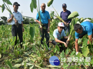 

大安芋頭成熟忙於收成之際，大安農會負責輔導產銷團隊九日下監視今年的芋頭品質、班長陳朝豊採摘做隨機抽驗安全用藥等各項檢驗。並做合格塊頭分級包裝，過程一點都不敢疏忽。（記者陳榮昌攝）