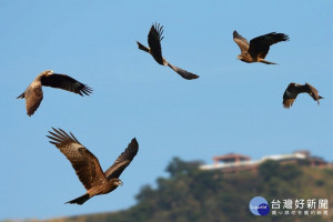 黑鳶公主林惠珊來大埔「老鷹之鄉」傳授對於全國黑鳶調查研究的心得