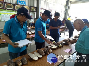 
108年大安區優質芋頭評鑑，二十九位產銷班芋農參加，評審嚴格評鑑，競爭十分激烈，獲獎前十名，將代表大安參加中市評鑑賽。（記者陳榮昌攝）
    

