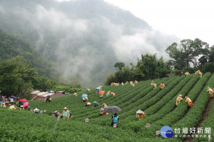 全國茶菁採摘技術競賽17日在坪林登場，全台各地選手聚集到包種茶鄉拚技藝