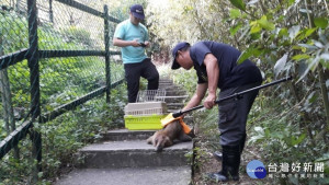 苗栗南庄神仙谷傳遊客遭猴攻擊　縣府、警方合力「逮兇」