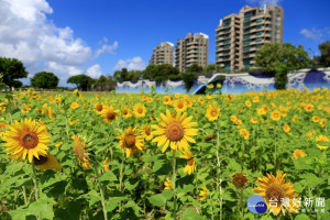 北市河濱最大花海登場 美堤向日葵花海盛開（圖／台北市水利處提供）