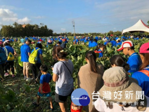 
大甲區農會舉辦芋頭節系列─「真心香芋 食在幸福」親子健行活動，一千二百多位民眾參加，芋田內採摘芋頭，活動特有親子感畫面。（記者陳榮昌攝）



