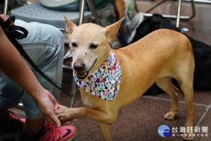 北市建立寵物保險制度　認養動物之家毛小孩送1年保險