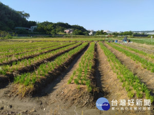 大溪因種植韭菜，導致蒼蠅四處飛舞，影響衛生，民眾只好以蒼蠅紙捕蒼蠅。
