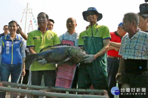 高雄市長韓國瑜著漁夫裝，抱起重達30斤龍膽石斑。
