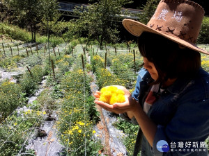 南投清境農場杭菊盛開囉！10月份每週六、日對外開放採花體驗，邀民眾參加秋季限定的黃金花海採杭菊體驗活動，化身為快樂的花農。