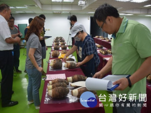 108年台中市優質芋頭評鑑六十位芋農競爭激烈，農政專家評鑑嚴格，芋農許欽龍芋頭「鬆軟、香Q」品質最佳，拿下冠軍，獲獎金、獎座。（記者陳榮昌攝）
