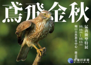 「鳶飛金秋」猛禽微型特展，帶你認識天際王者抽桌遊