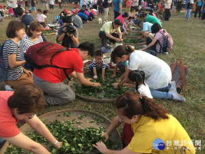 千人揉茶場面非常熱鬧。（記者扶小萍攝）