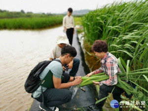 農業局指目前有8公頃水梯田栽種友善筊白筍，鮮嫩潔白，肉質甜美，可食筍肉長達7吋，屬於筊白筍中之上品