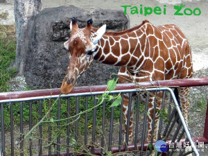 （圖／台北市立動物園提供）