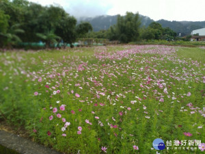 大溪福安里田間，已可看到逐漸盛開的波期菊花。(記者陳寶印攝)
