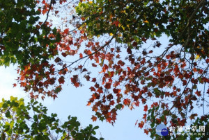 天氣逐漸變冷，東勢林場變色植物已經開始退去綠色轉換繽紛橘黃或紅的顏色。(圖/東勢林場)