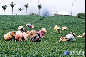 嘉義縣名茶形象館在2019臺灣國際茶業博覽會展售阿里山高山茶