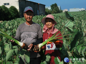 

大甲農民許欽龍與太太陳玉美，種植芋頭肯學習又勤問，二十餘年的芋頭以出眾的品質，獲得大甲區農會主辦的2008、2012及2018年芋頭評鑑及2019台中市芋頭評鑑，四度奪得冠軍殊榮。（記者陳榮昌攝）
 
  