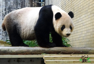 大貓熊「團團」（圖／台北市立動物園提供）