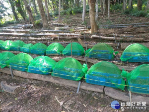 林地養蜂種香菇開放　北市鼓勵林農申請（圖／台北市大地處提供）