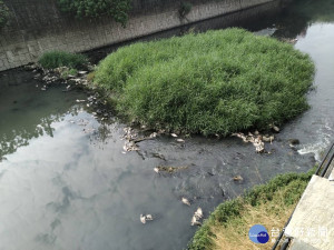 高市建國路大智路橋死魚情形。