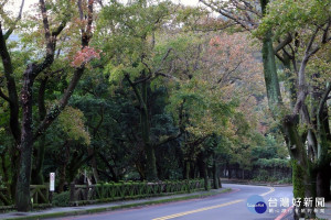 前山公園楓香（圖／台北市公園處提供）