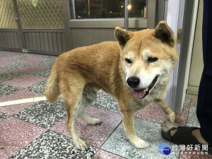 愛犬走失飼主心急如焚　屏警協助尋獲