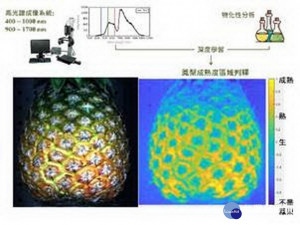 鳳梨影像辨識。林重鎣翻攝