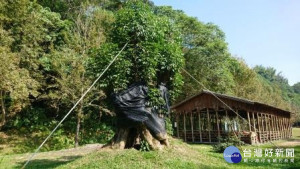 遭竊百年茄苳重新賦予生命第二春