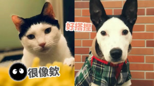 先後從「流浪動物花園」領養的「賈斯筆」(左)和「賈思伯」，彼此的毛色竟然極為相似，讓網友們直呼根本是「用米奇髮型相認成功」。（圖／截自YouTube）