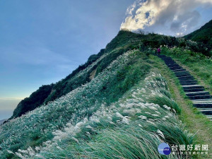 貢寮區桃源谷山坡上開滿了大片大片的芒花，成為冬日新北大地最美麗的風景