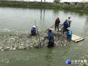 嘉義縣啟動吳郭魚產銷調節措施，自即日起受理登記收購