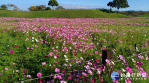 冬季最浪漫　台中后里環保公園波斯菊花海綻放