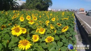 2020春遊彰化賞花海，悠遊美麗的農田景觀。