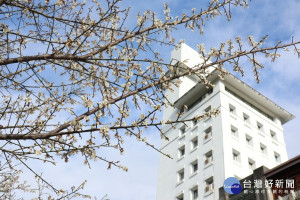 東勢林場的內的梅花已經陸續展放。（圖/記者王丰禾攝）