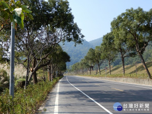 苗栗南庄124縣道種植杜鵑、吉野櫻　打造粉色浪漫景觀大道