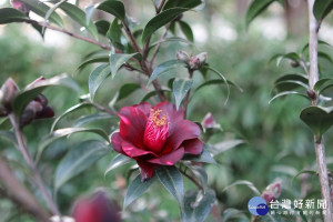 茶花「黑鳥」（圖／台北市公園處提供）