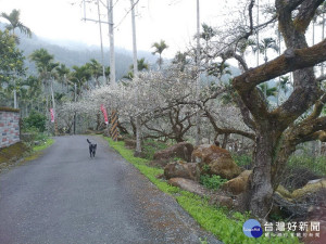 信義鄉往風櫃斗沿途的美景，目前梅花正盛開著。