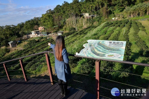 茶園內水土保持工法實際應用（圖／台北市大地處提供）