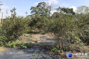 受到樹種混雜、病蟲害等因素影響，桃園市苦茶油樹種植面臨發展困境。