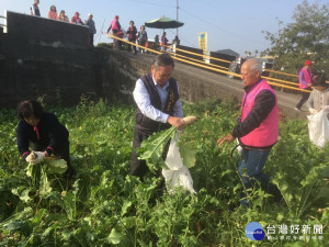 農業局長蔡精強在霧峰參加拔蘿蔔。林重鎣攝