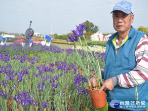 

中市中社觀光花市負責人賴啟文介紹四種顏色荷蘭鳶尾花之特色，三十萬株、五十個品種的鬱金香可讓遊客閤家大小賞心悅目，是大年新春期間，觀光遊覽最佳首選。（記者陳榮昌攝）

