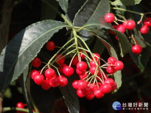 硃砂根火紅的核果觀賞期長達數月。（圖／台北市公園處提供）