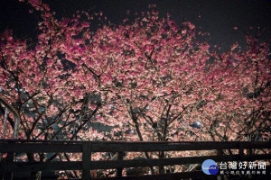 去年樂活夜櫻季櫻花盛開（圖／台北市公園處提供）