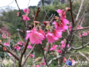 色澤紅豔的八重櫻（圖／台北市大地工程處提供）