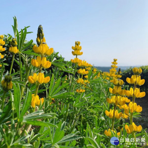 魯冰花預計將在2月中盛開，歡迎大家來龍潭欣賞「魯冰花」之美。 
