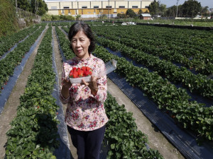 大 里草莓採收。林重鎣攝 

