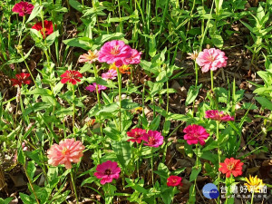 親子賞花好去處　台中神岡社南里花海節登場（圖／台中市政府提供）