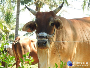 台東肉牛若未依規定掛耳標　農業處：將沒入飼主牛隻（圖／台東縣政府提供）