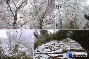 霧淞加飄雪，白了太平山頭。（圖／羅東林管處提供）