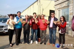 南投縣農業處與名間農會都大力推廣生薑。（ 記者扶小萍攝）